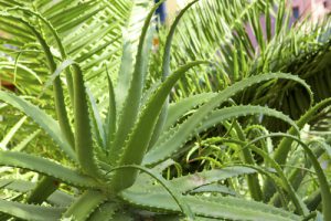 Aloe arborescens la sempreverde dalle mille virtù